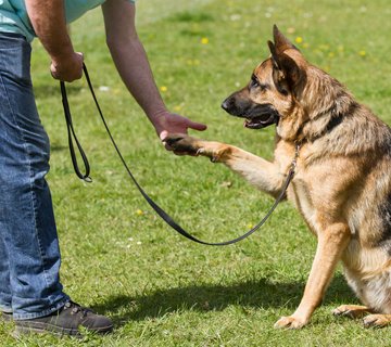 obedience-dog