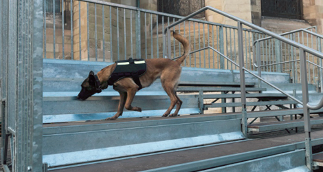 Bomb-Detection-Dogs